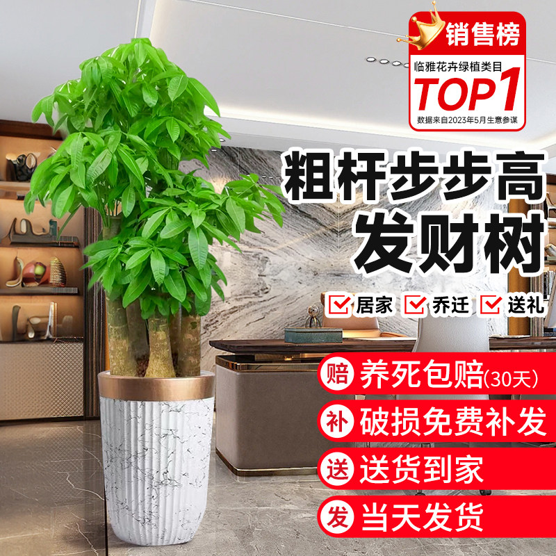 工厂销发财树盆栽室内植物客厅绿植D新款大步步高粗杆招财树乔迁