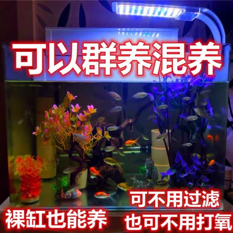 速发鸿运白兔中国斗鱼淡水冷水观赏鱼小型鱼苗耐活好养不用打氧免
