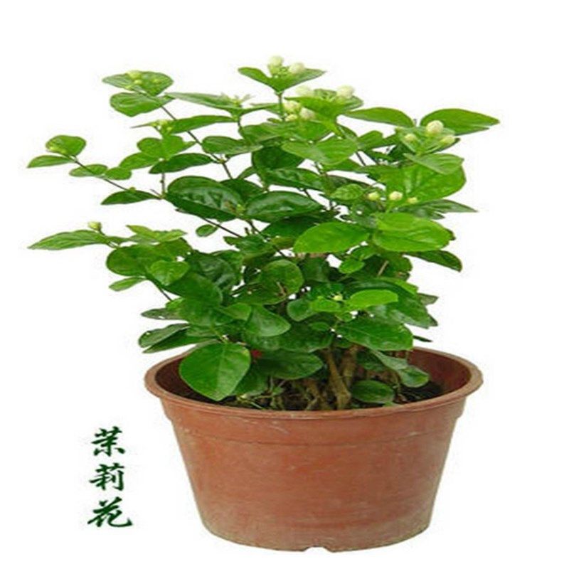 网红盆栽花卉绿植 四季陆续开花 白色茉莉花苗 浓香植物格拉斯茉