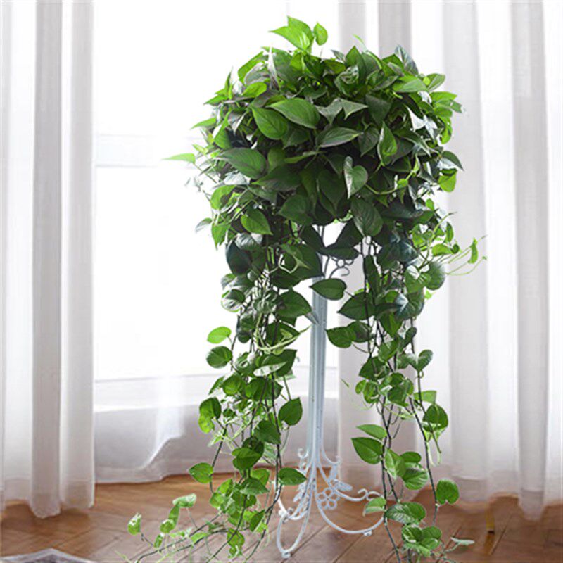 大盆长藤绿萝盆栽室内爬藤植物大叶垂藤吊兰客厅花卉水培绿植
