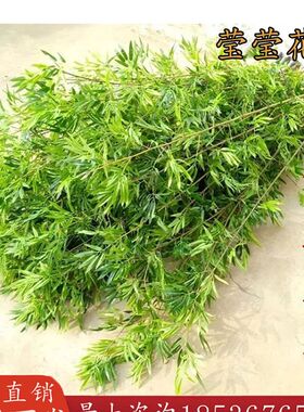 仿真竹子毛竹室内装饰人造塑料假竹子室外造景植物细水竹屏风隔断