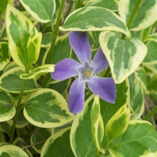 垂吊植物长春藤黄金花叶蔓长春藤植物常春藤吊兰吸甲醛盆栽植物