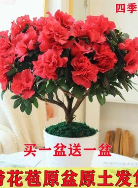 耐寒耐冻花卉室外绿植耐寒耐热冬季不怕冻的花冬天不怕冷的花好养