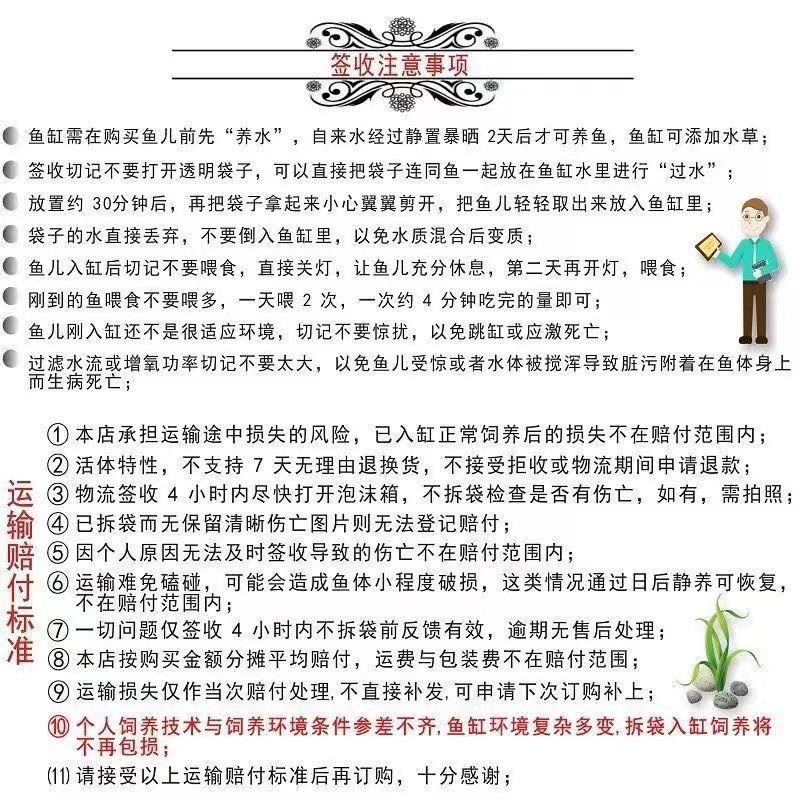 速发稀罕观赏鱼金龙鱼活鱼红龙龙鱼七彩银龙鱼宠物幼苗热带淡水鱼