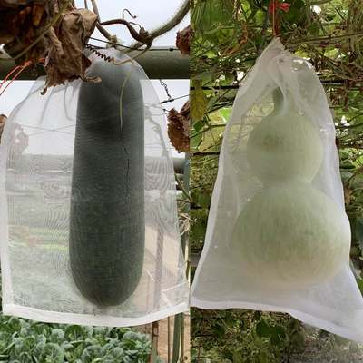 加密纱网袋套水果的袋子苦瓜防虫袋黄瓜蔬菜防鸟罩防蚊虫丝瓜套袋