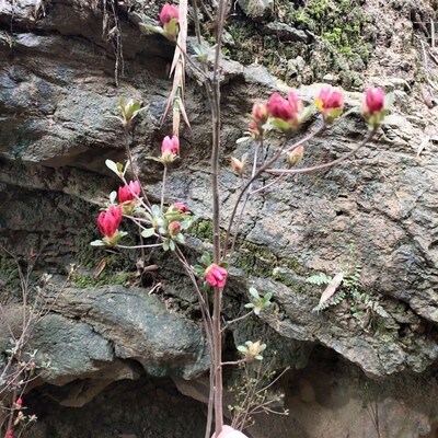 推荐大别山映山红矮桩熟桩老桩占地绿化桩先花后叶多杆独杆高杆桩