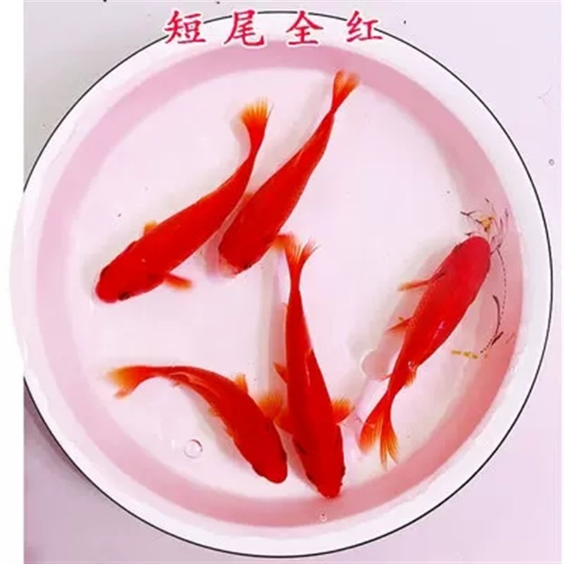 速发长尾大红草金活体金鱼活鱼锦鲤好养淡水观赏鱼冷水不加温鱼苗