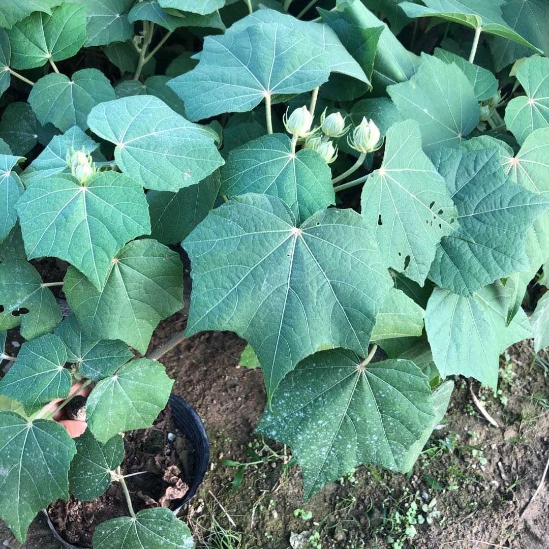 新品木芙蓉芙蓉树苗重瓣醉芙蓉花苗三醉芙蓉变色耐寒室内外绿-封面