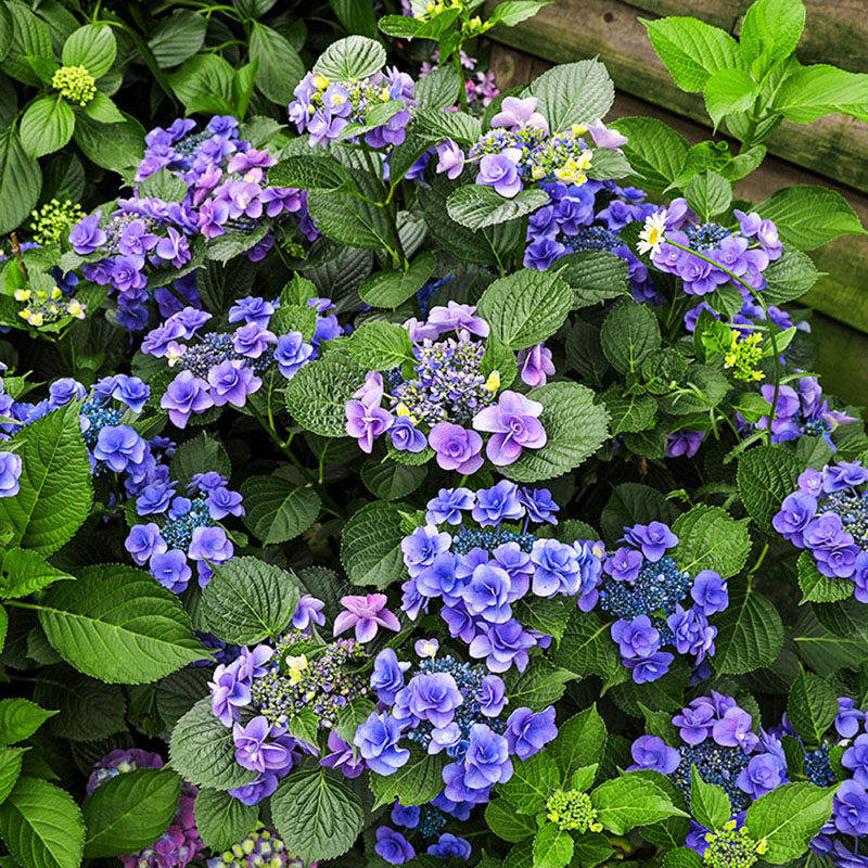 海蒂的花园妖精之瞳新品重瓣大花绣球八仙花阳台盆栽花y卉植物花