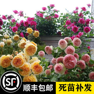 1.5米蔷薇花苗藤本月季爬藤植物庭院玫瑰欧月阳台爬墙攀援花盆栽