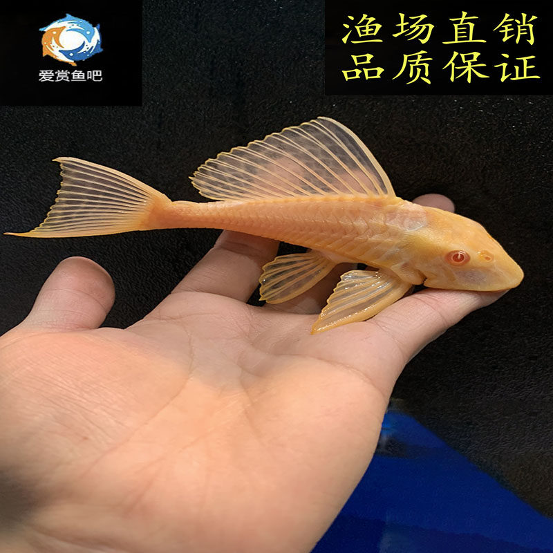 速发女王大帆鱼吃藻鱼异性鱼豹纹清道夫球女王垃圾鱼热水清洁工鱼