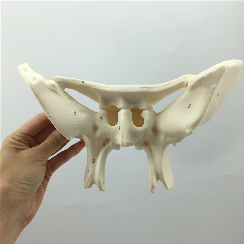 蝶骨放大模c型 人体蝶骨模型蝶骨放大3倍教学模型 蝶骨模型骨科