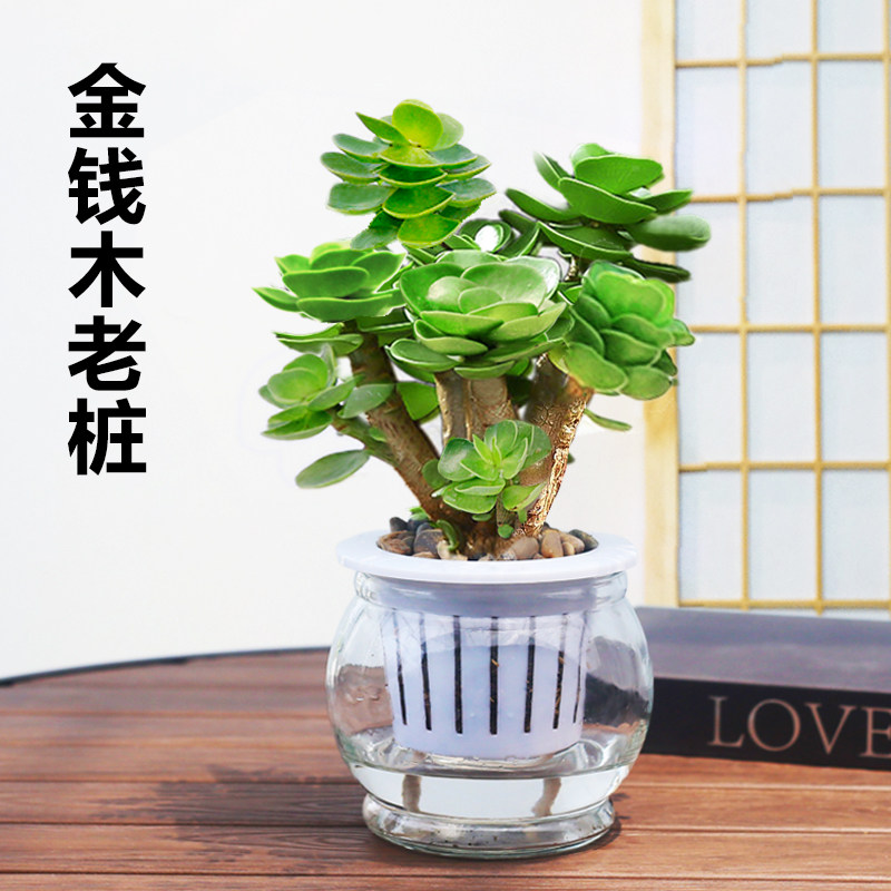现货金钱木盆栽多肉植物s老桩多肉办公室桌面可爱小盆栽玻璃水培