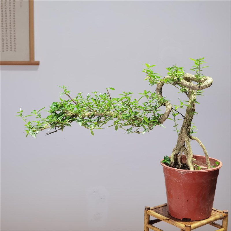 悬崖飘枝造型老桩盆景植物素材栀子花胡椒木六月雪福建茶雀梅白蜡