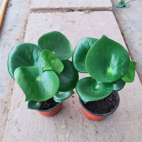圆叶紫边碧玉盆栽轮叶豆u瓣绿荷叶水培植物多肉椒草四季常青