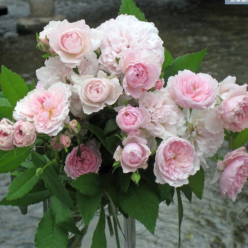 新品微型丰花月季 花间小路 花色柔美清新香味品种小苗