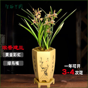 兰花建兰边季 兰开花p神器金小黄金彩虹带花苞 金荷四桃红