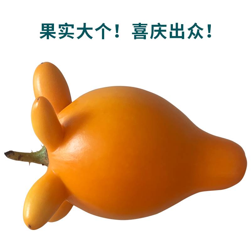 速发20年22成五指熟乳茄果大黄金茄新鲜登科O奶果五代同堂果实摆