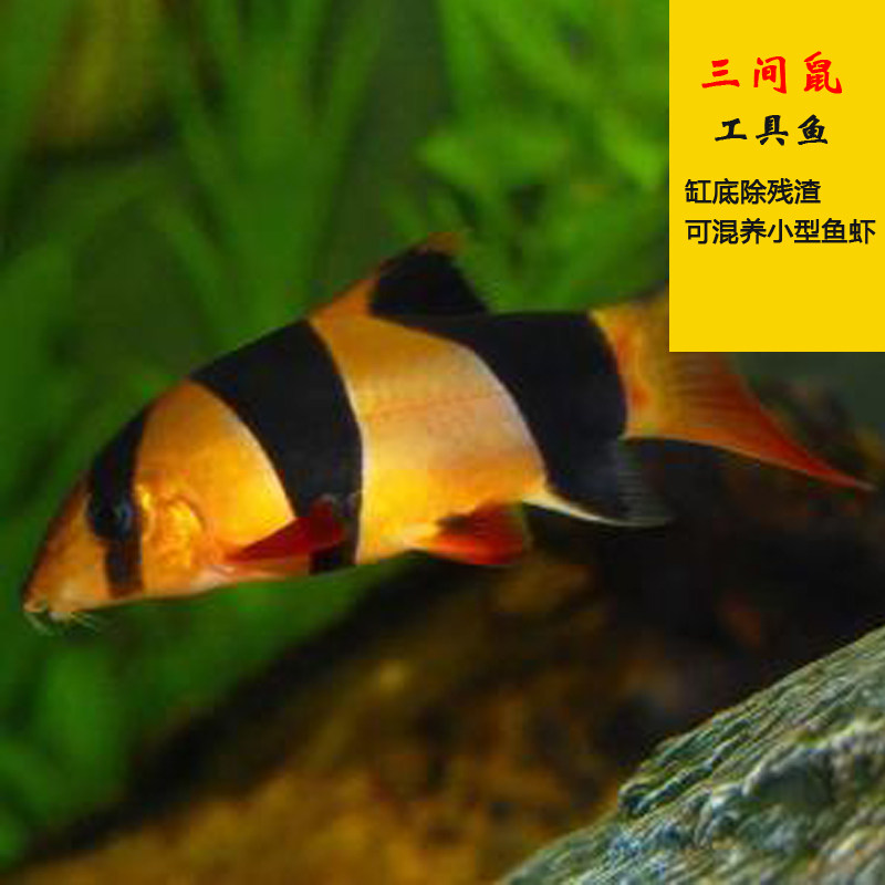 速发三间鼠鱼热带观赏鱼活体鱼清洁底层工具鱼龙鱼配鱼包邮除藻吃