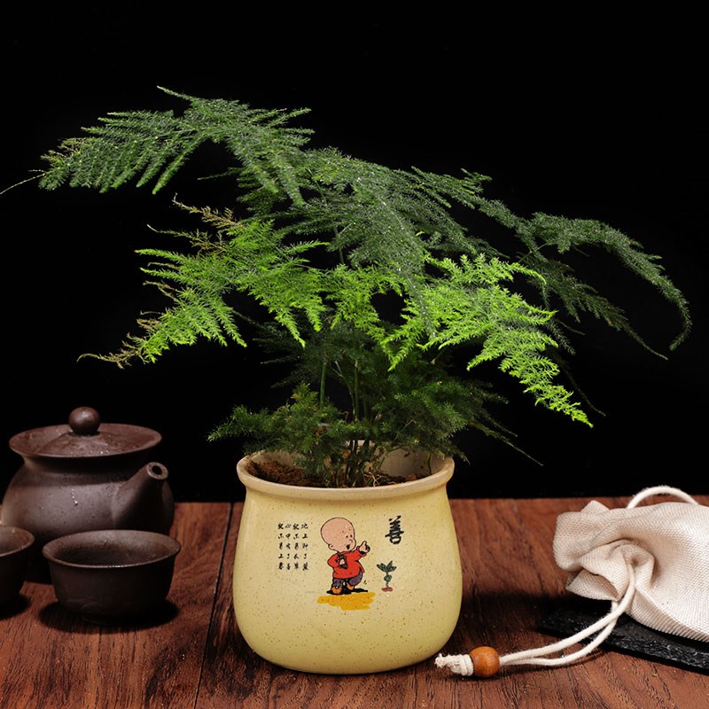 推荐Asparagus pot plants indoor purify air office, green pot