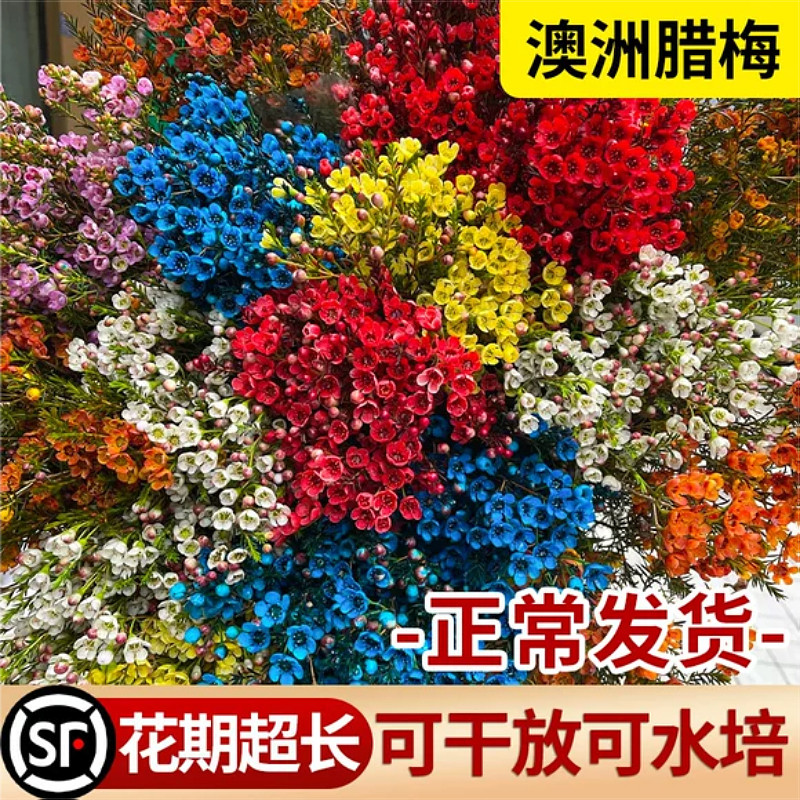 澳洲腊梅鲜花盆栽水培植物室内客厅鲜切花鲜枝干s支年宵花耐寒绿