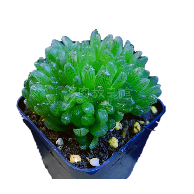 多肉植物蝉翼玉露 豪华盆栽花卉绿植老桩组合超大室内阳台庭院