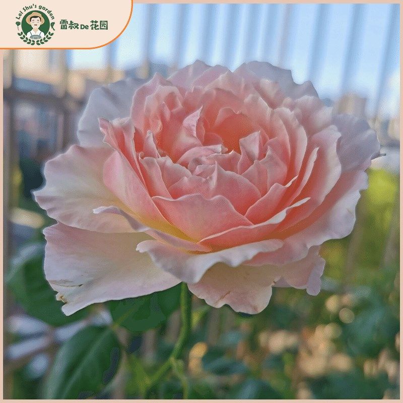 雷叔的花园天宫公主月季花苗带盆栽好四季开花三加仑大苗丰花抗病,鲜花速递/花卉仿真/绿植园艺,月季/蔷薇/玫瑰,淘宝优惠券,粉丝福利购,淘宝优惠卷