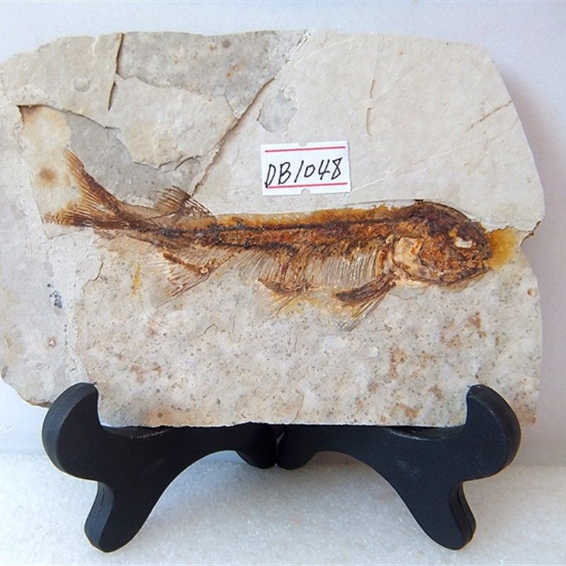 辽西天然大狼鳍鱼化石摆件石材动物招财古生物复古科普标本db9999