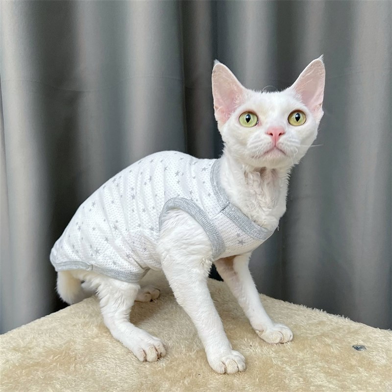 斯芬克斯无毛猫德文纯棉网眼防掉毛英短暹罗田园猫衣服弹力好穿
