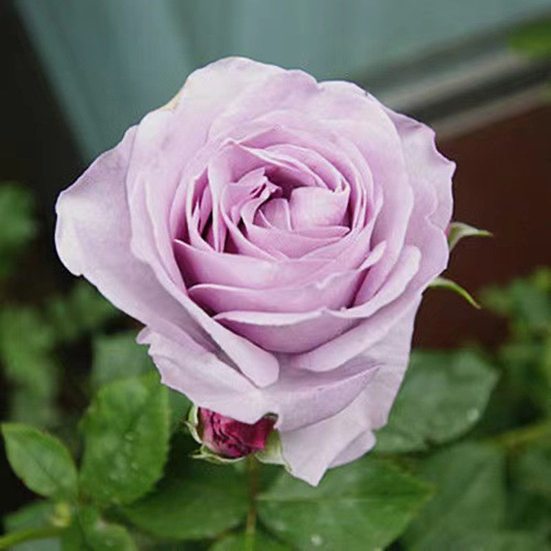 蓝色风暴花苗带花苞四季浓香玫瑰蔷薇大花易栽种好活欧月阳台庭院