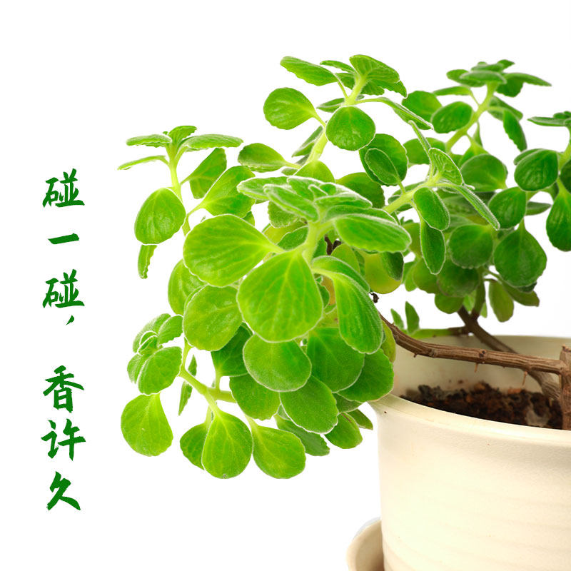 现货一抹香草室内多肉p植物奇趣碰碰香客厅香草苗绿植花卉盆栽阳
