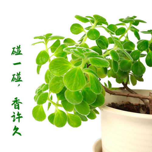 现货一抹香草室内多肉p植物奇趣碰碰香客厅香草苗绿植花卉盆栽阳