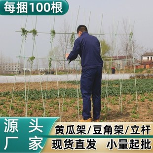 塑料爬藤架园艺藤蔓西红柿豆角架架子芸豆架杆遮阳纤维杆棒户外..