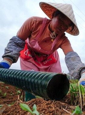黑色韭黄罩套筒韭黄罩隔光筒韭黄罩桶韭黄遮阳筒塑料韭黄罩子罩桶