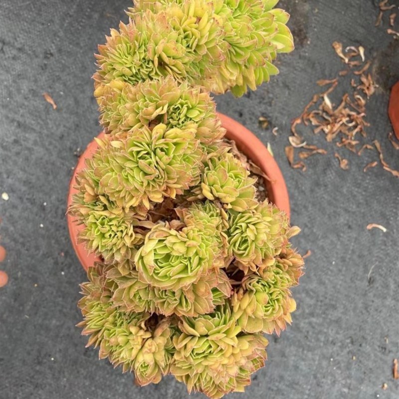 法师多肉万圣节沙拉碗缀化朵朵状态老桩多头缀化妖桩盆栽植物花卉