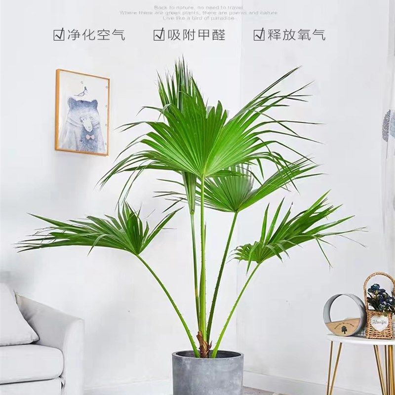 蒲葵观叶大叶落地绿植盆栽室内外阳台四季常绿净化空气网红植物,鲜花速递/花卉仿真/绿植园艺,大型绿植/成品组合盆栽,淘宝优惠券,粉丝福利购,淘宝优惠卷