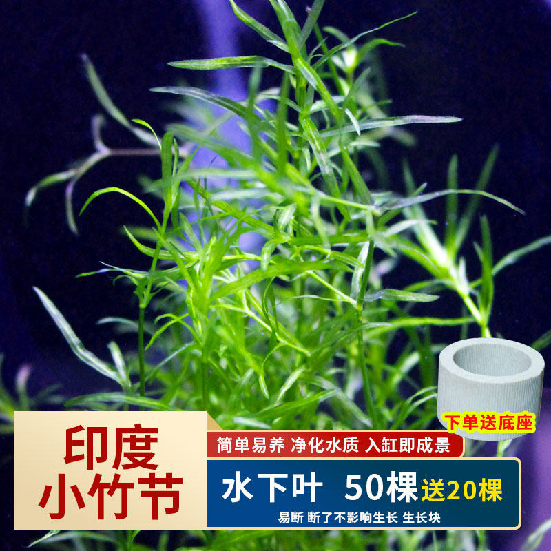 今年流行印度小竹节阴草竹节草孔雀鱼水草鱼缸造景观赏新手懒人水
