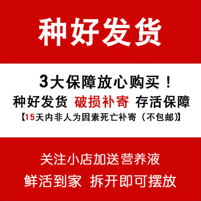 白玉虎皮兰净化空气吸甲醛花卉室内多肉植物办公室小盆栽水培绿植