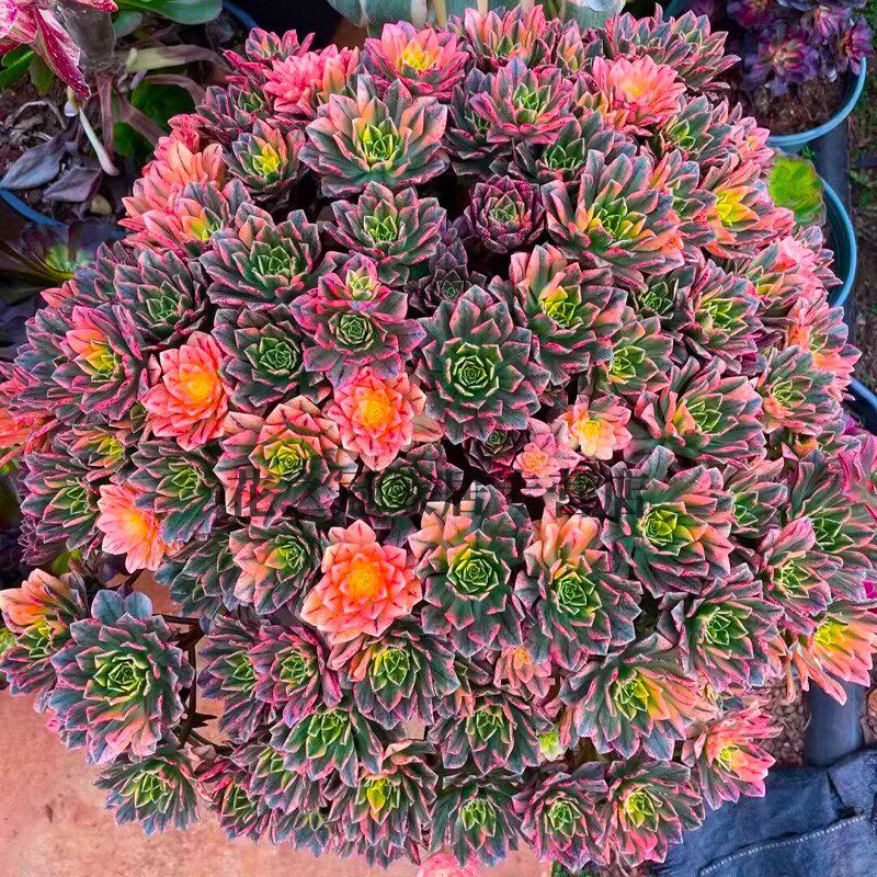 甜茶绿茶法师锦小型法师多肉老桩多头手捧m花覆轮锦植物花卉盆栽