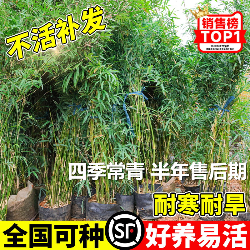 丛生慈孝竹盆栽绿植庭院室内外观赏竹子苗南北方耐寒四季常青植物