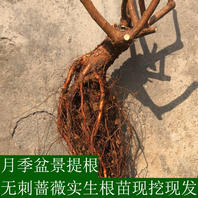 月季盆景提根蔷薇高提根50-90cm无刺蔷薇实生根苗树月季嫁接砧木