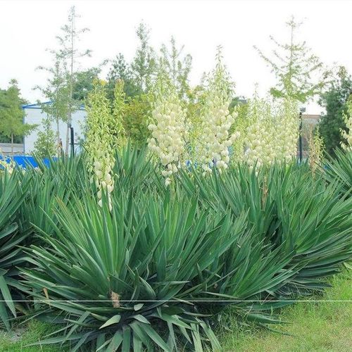 剑麻苗凤尾丝兰 绿化苗木剑麻苗凤尾丝兰四季长青带刺绿篱植物