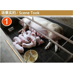 养猪场猪栏畜牧蚊香艾条文1.2米香猪鸡舍养鸡场猪舍香棒大长野外