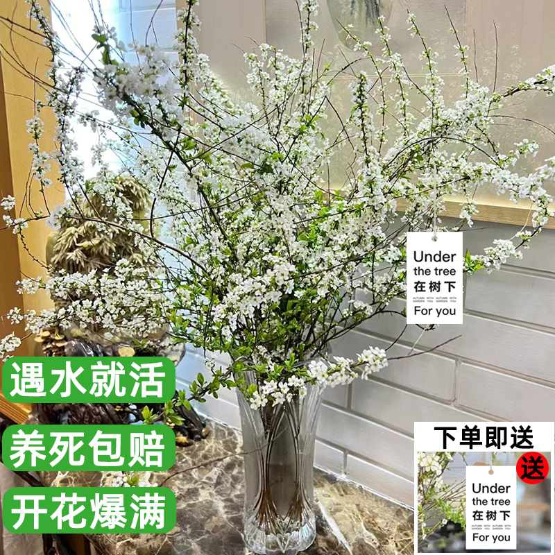 速发雪柳鲜枝干枝支盆栽喷雪插花水培养植物室内好养活绿植遇水开