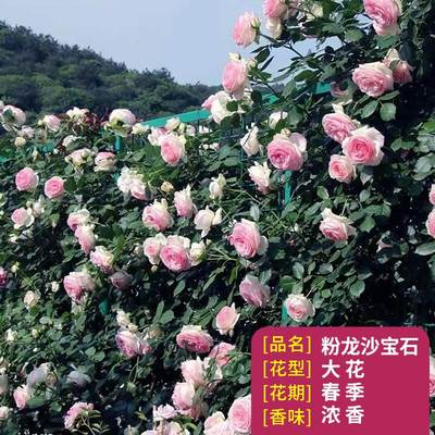 蔷花花苗藤本月季特大庭院爬藤植栽F薇卉盆物阳台玫瑰爬墙四季开