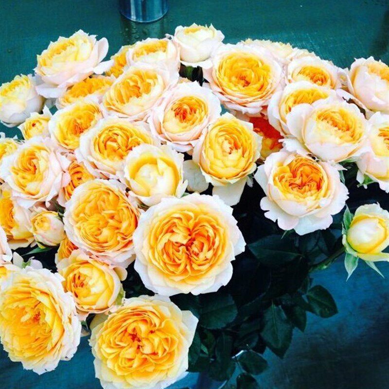 浩田花苑新品橙色月季花苗【橙月亮】分支好适合阳台盆栽四季花苗