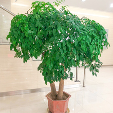 大叶幸福树盆栽植物室内小树苗客厅大型绿植金钱树大树桩四季常青