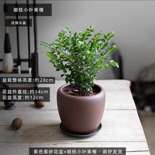 禅意小叶紫檀盆景带盆t栽好养活绿植办公室书房客厅黑骨茶盆 中式