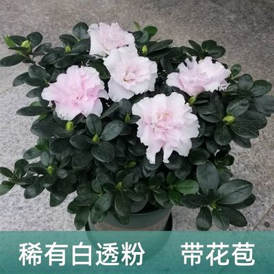 速发永福花乡园艺 比利时杜鹃 杜鹃花盆栽 杜鹃花苗 白杜鹃 重瓣