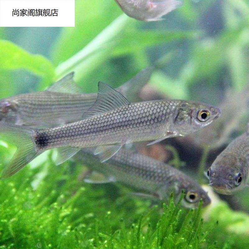 速发热带鱼观赏鱼孔雀鱼天空蓝巴西冰蓝象牙白七彩蕾丝鱼凤尾鱼